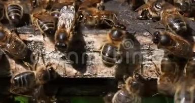 欧洲蜜蜂，蜜蜂蜜蜂，蜂房飞行板上的蜜蜂，中间的<strong>呼吸机</strong>，诺曼底的蜂房，真正的